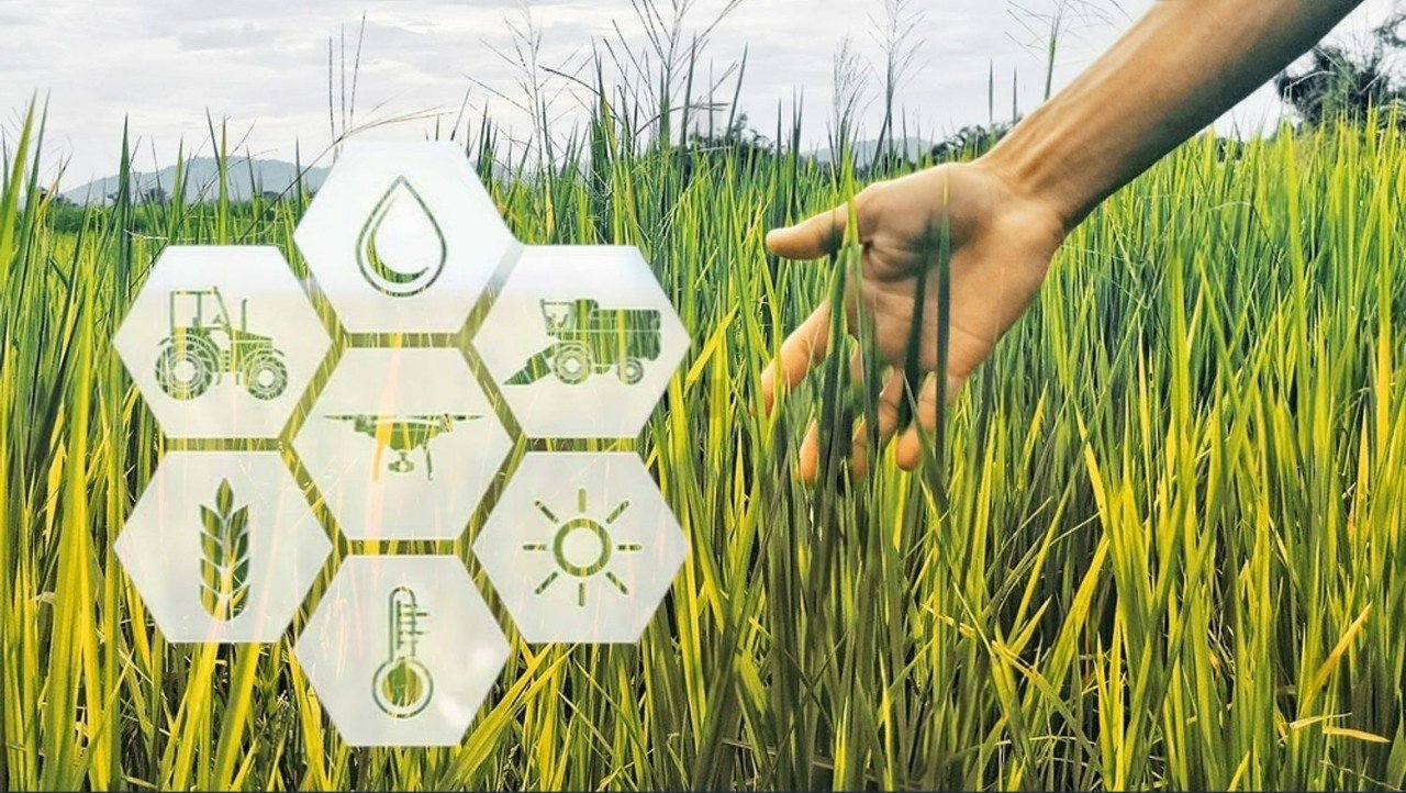 Hand moving through ripening rice plants